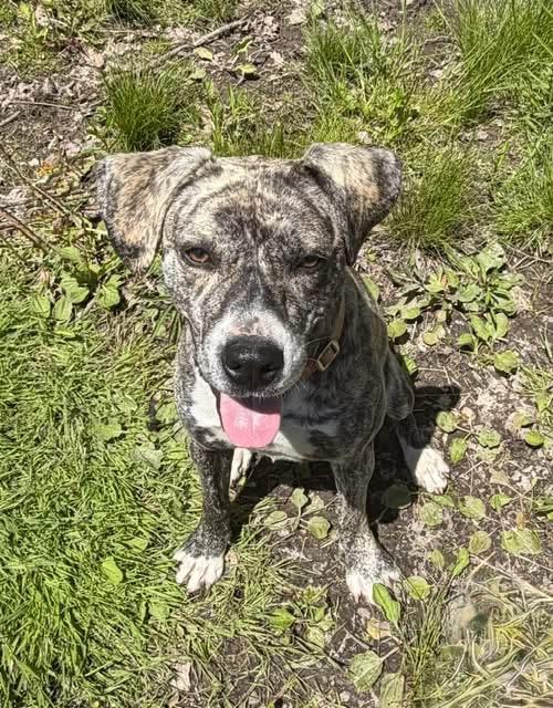 Utopia, ADOPTABLE, Young Female Catahoula Leopard Dog & Mastiff.