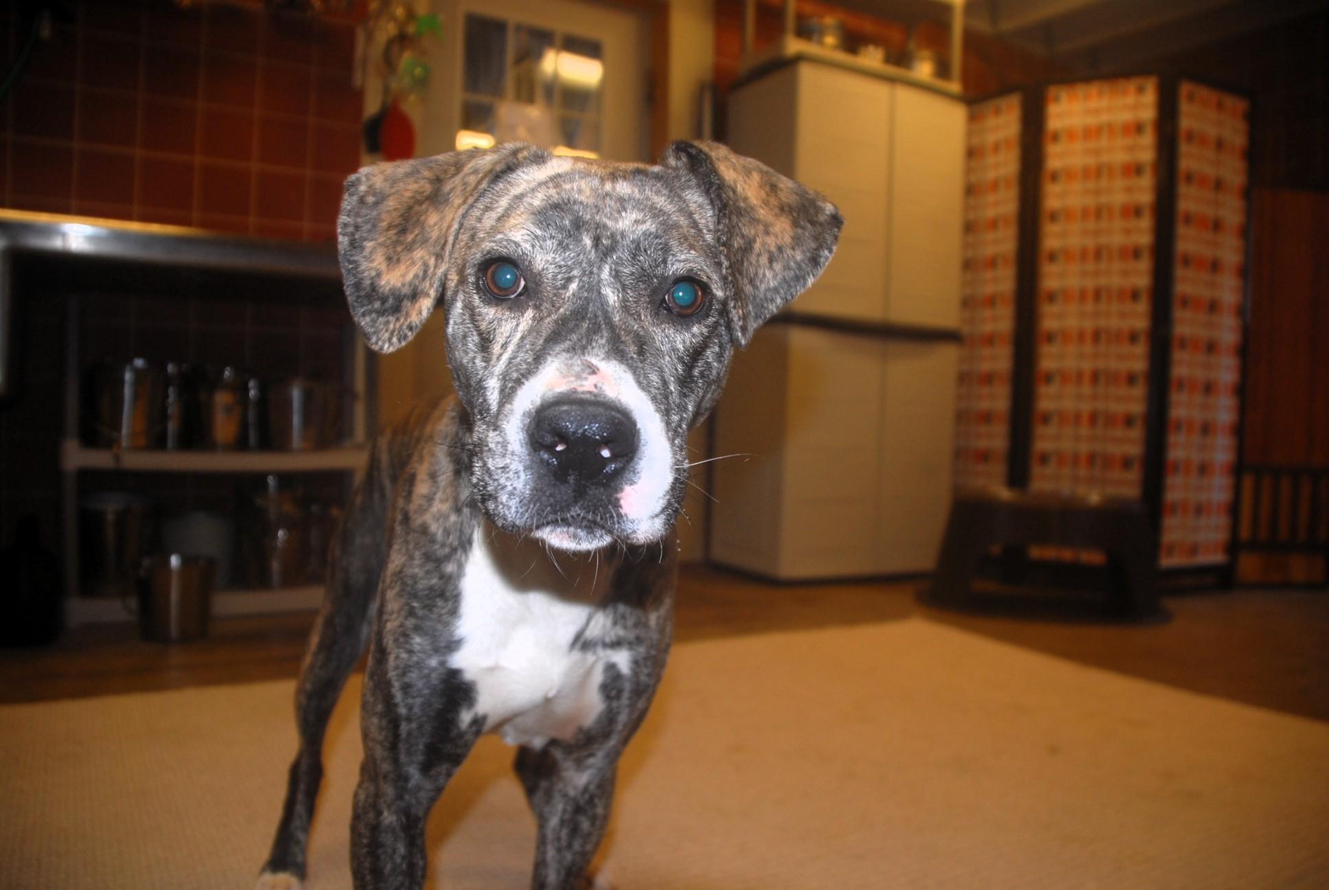 Enlarge Utopia, a ADOPTABLE mixed breed in Chardon, OH image 5/6