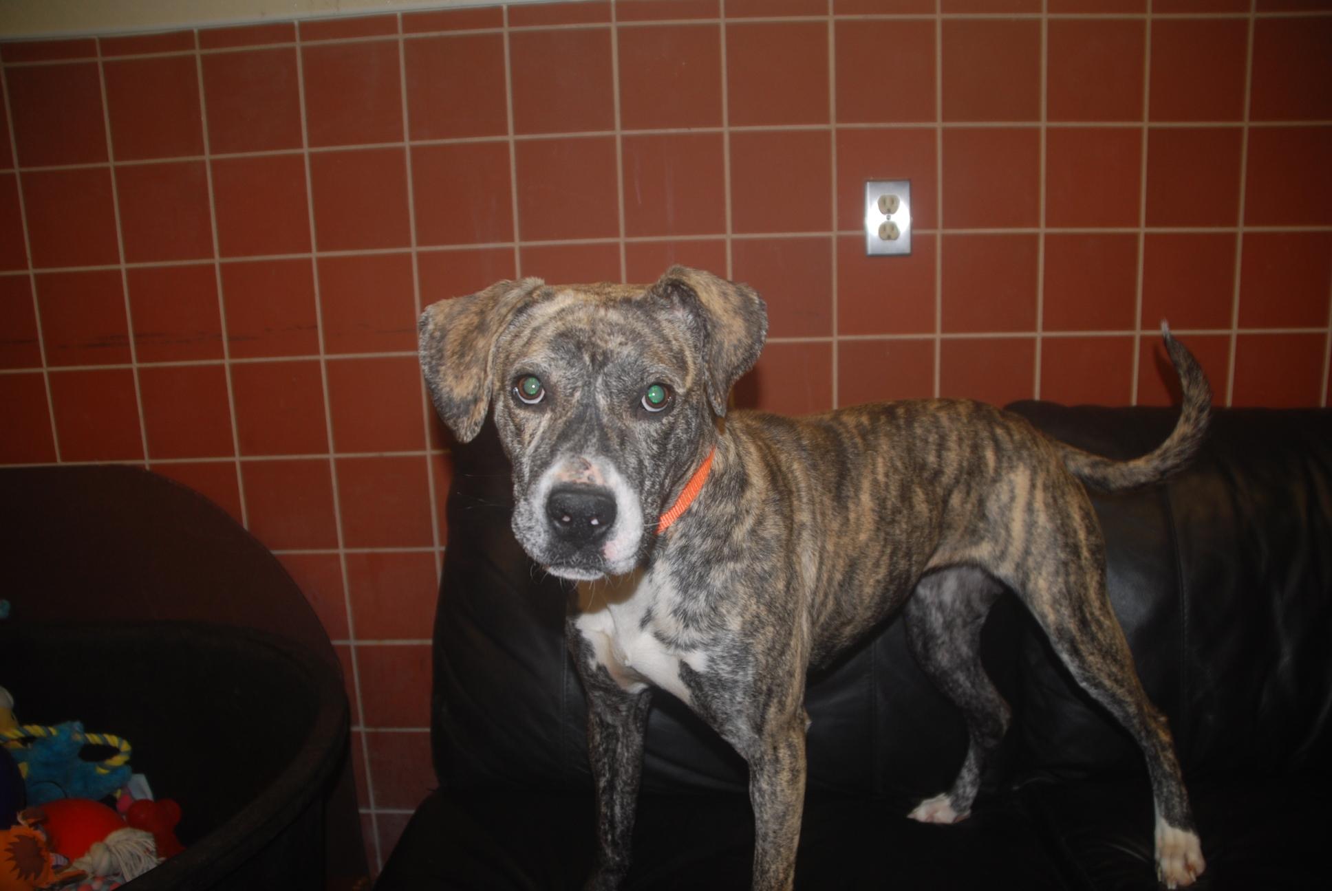 Enlarge Utopia, a ADOPTABLE mixed breed in Chardon, OH image 4/6
