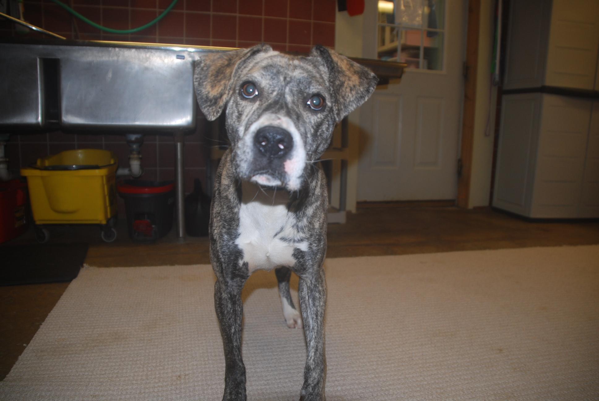 Enlarge Utopia, a ADOPTABLE mixed breed in Chardon, OH image 3/6