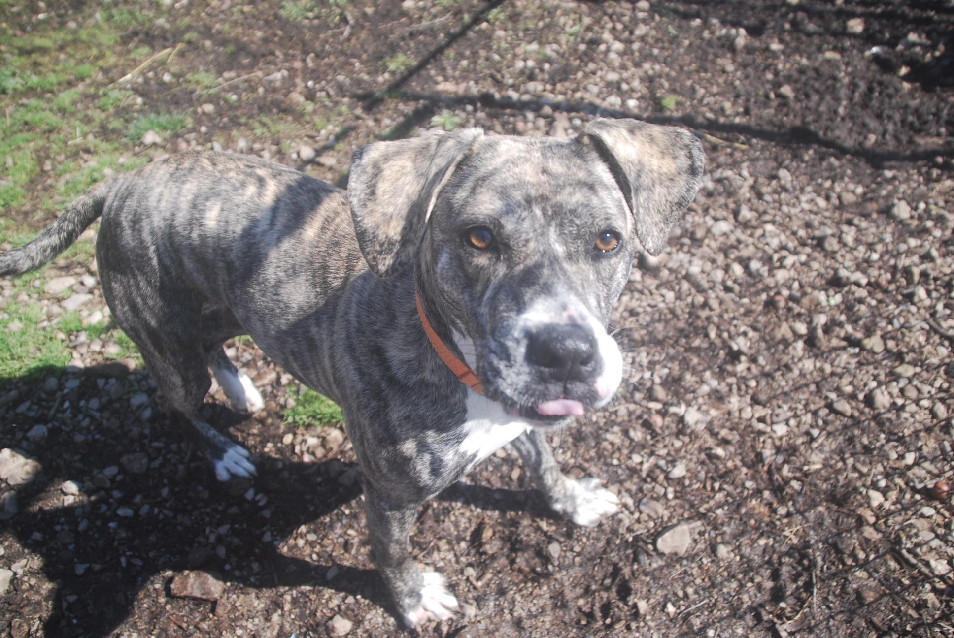 Enlarge Utopia, a ADOPTABLE mixed breed in Chardon, OH image 5/5