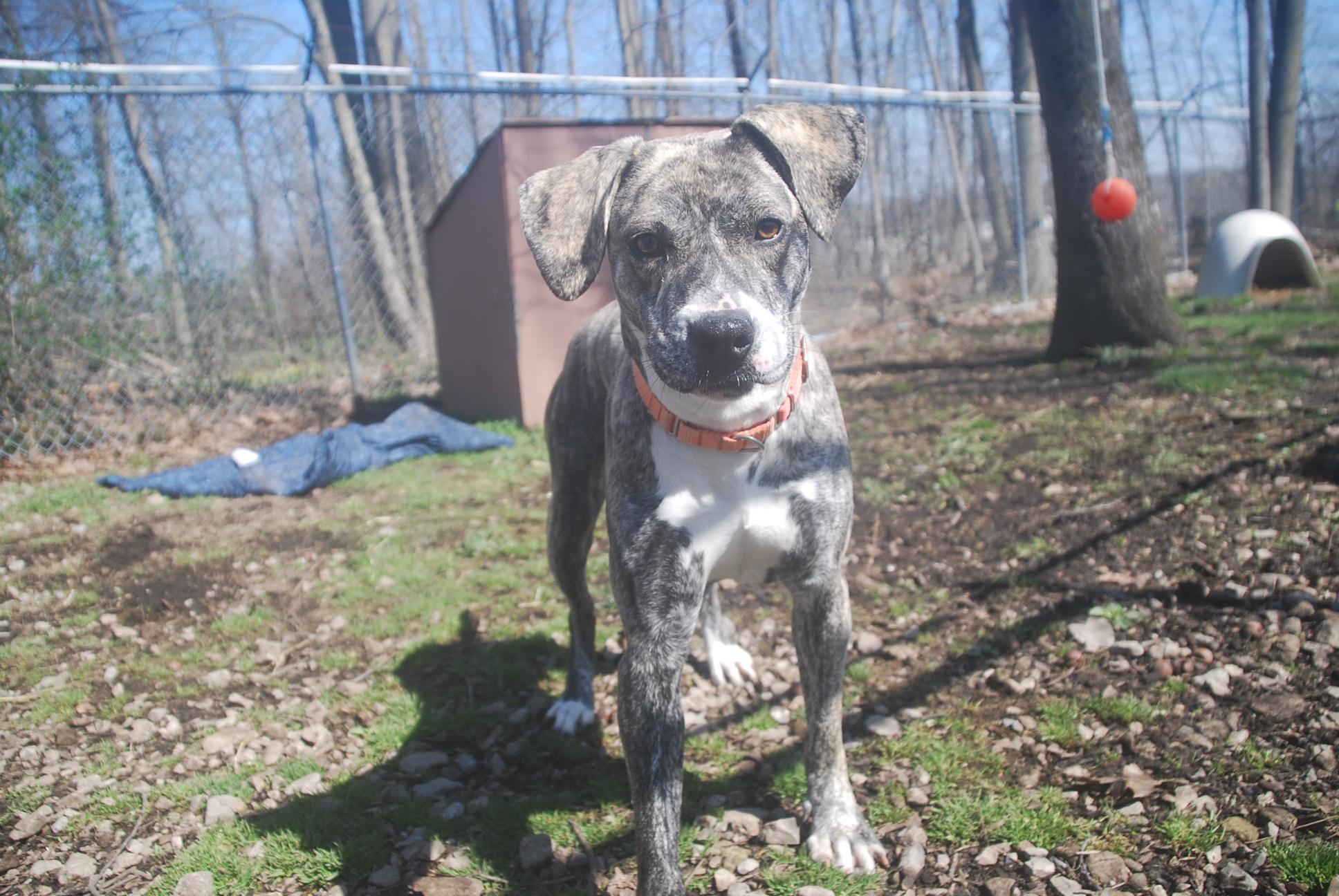 Enlarge Utopia, a ADOPTABLE mixed breed in Chardon, OH image 4/5