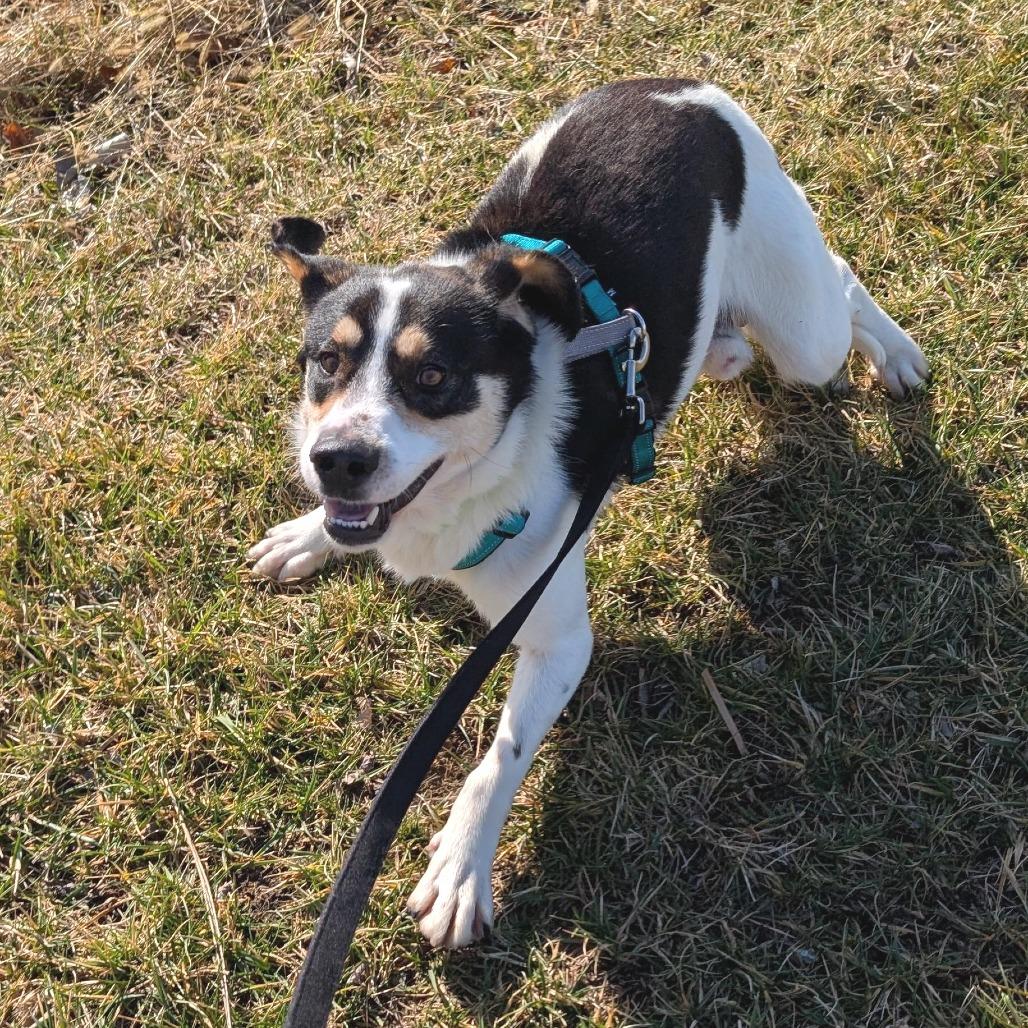 Bruce, Adoptable, Adult Male Hound.