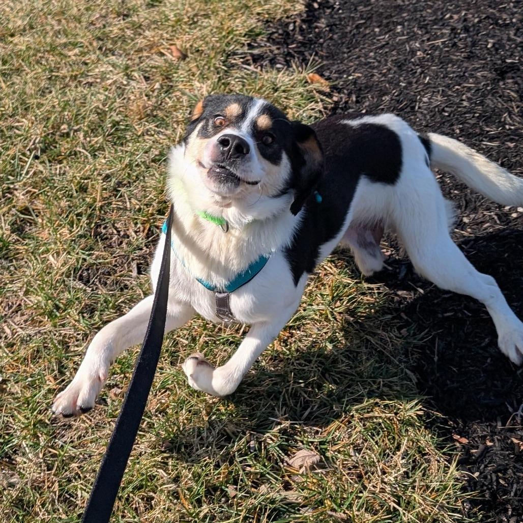 Enlarge Bruce, a Adoptable Hound in Washington Township, OH image 2/6