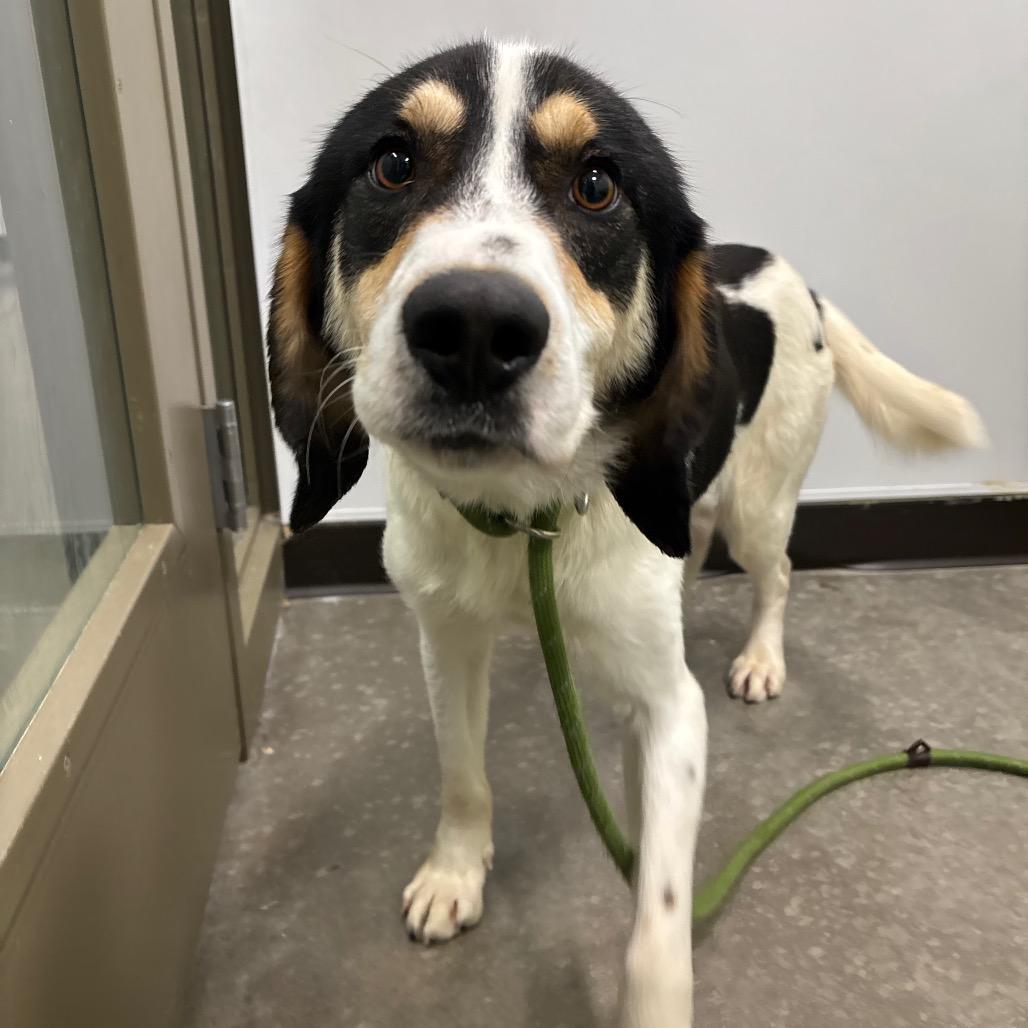 Enlarge Bruce, a Adoptable Hound in Washington Township, OH image 3/6