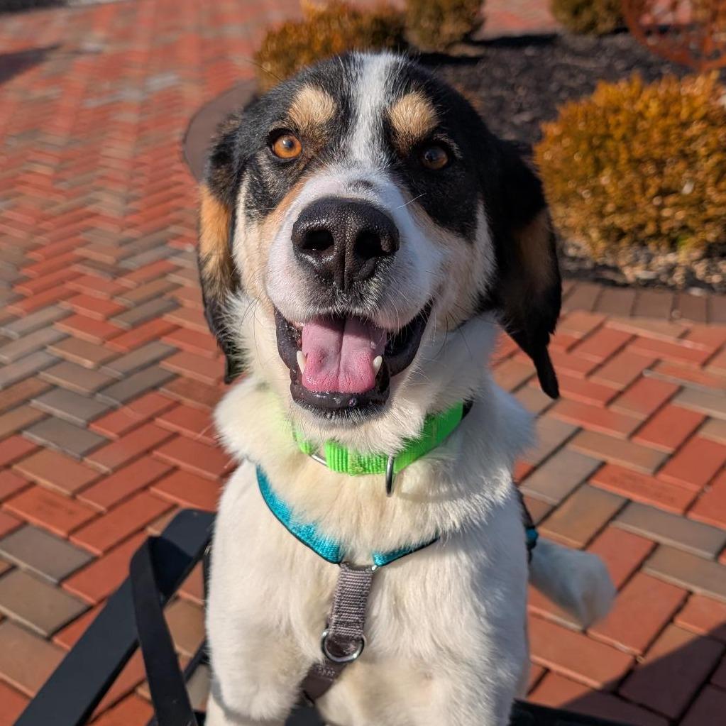 Enlarge Bruce, a Adoptable Hound in Washington Township, OH image 5/6