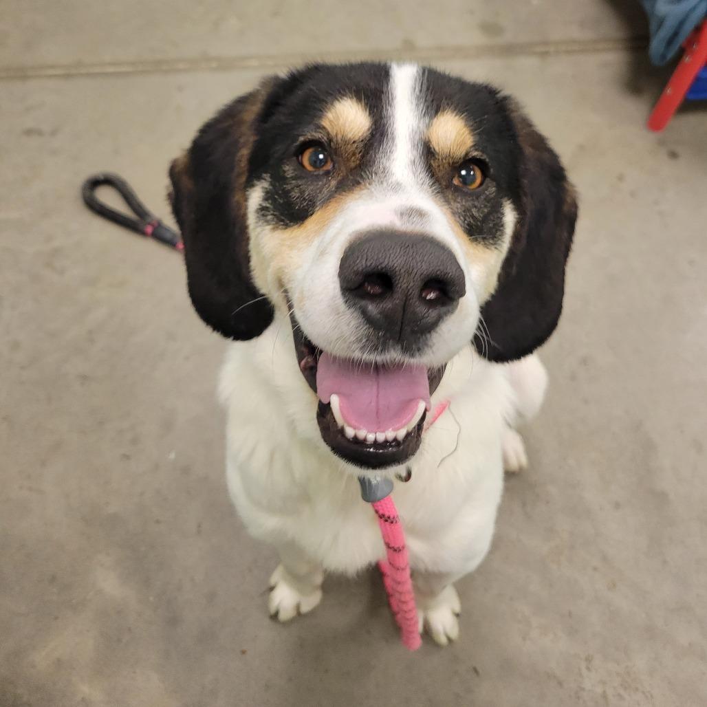 Enlarge Bruce, a Adoptable Hound in Washington Township, OH image 6/6
