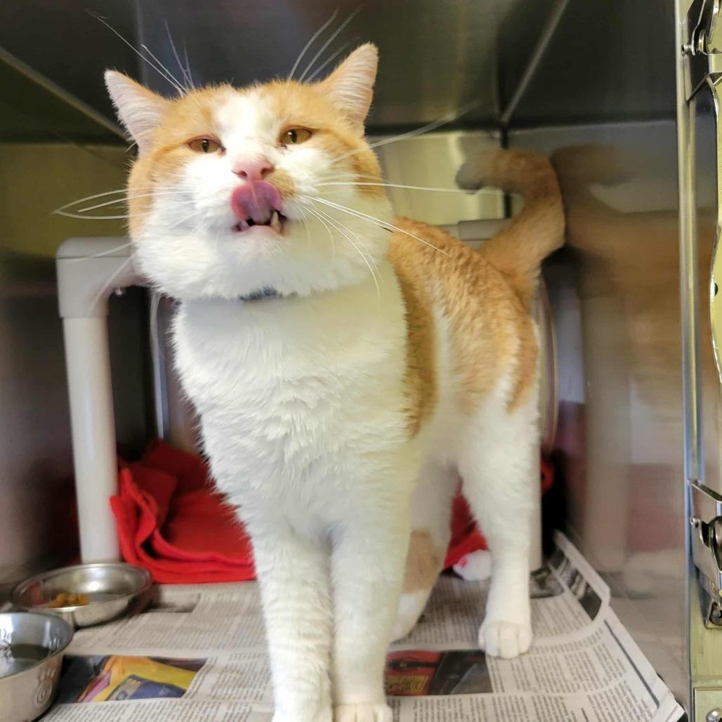 Yukon Gold, Adoptable, Adult Male Domestic Short Hair.