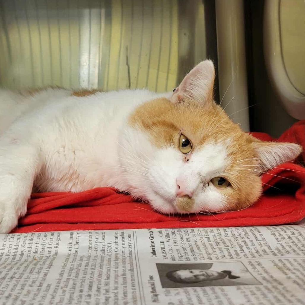 Enlarge Yukon Gold, a Adoptable Domestic Short Hair in Columbia, MO image 2/6