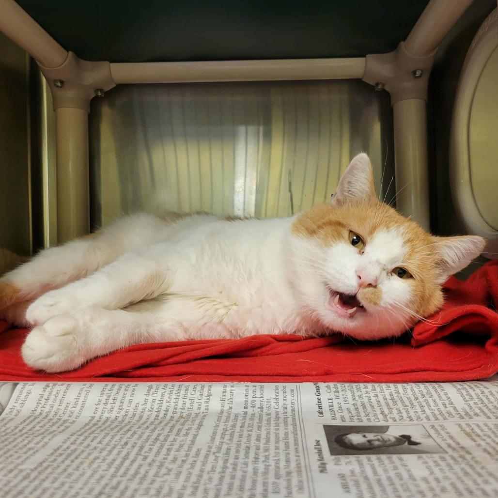 Enlarge Yukon Gold, a Adoptable Domestic Short Hair in Columbia, MO image 3/6