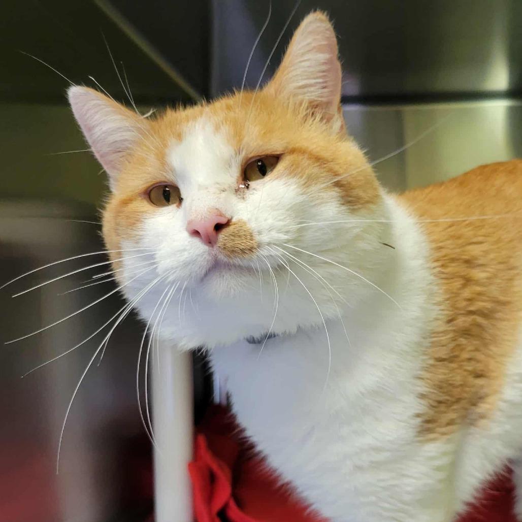 Enlarge Yukon Gold, a Adoptable Domestic Short Hair in Columbia, MO image 4/6