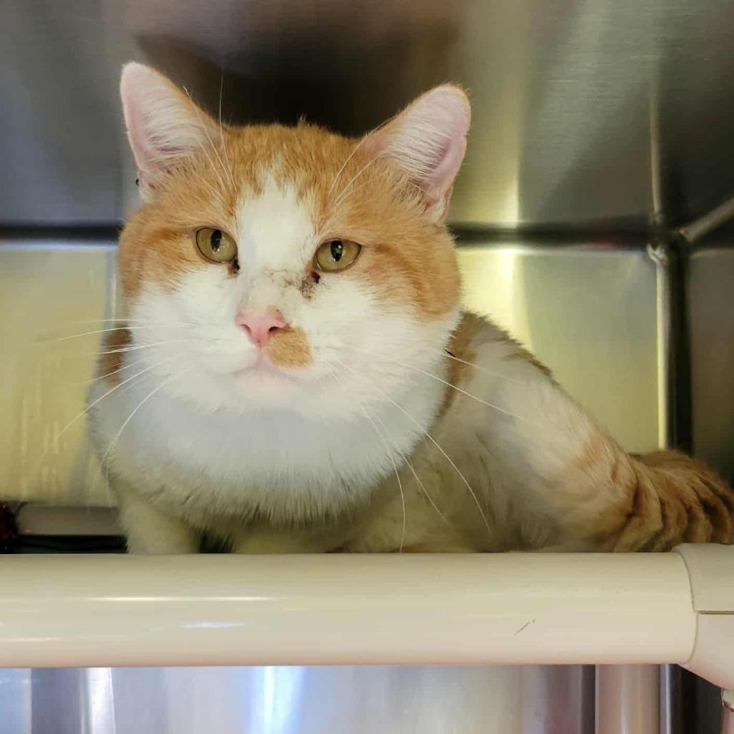 Enlarge Yukon Gold, a Adoptable Domestic Short Hair in Columbia, MO image 5/6