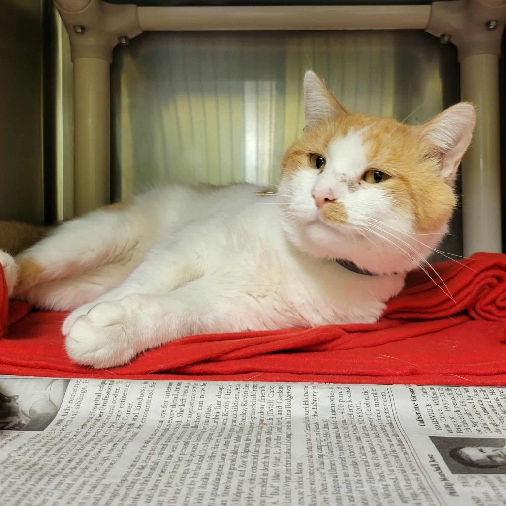 Enlarge Yukon Gold, a Adoptable Domestic Short Hair in Columbia, MO image 6/6