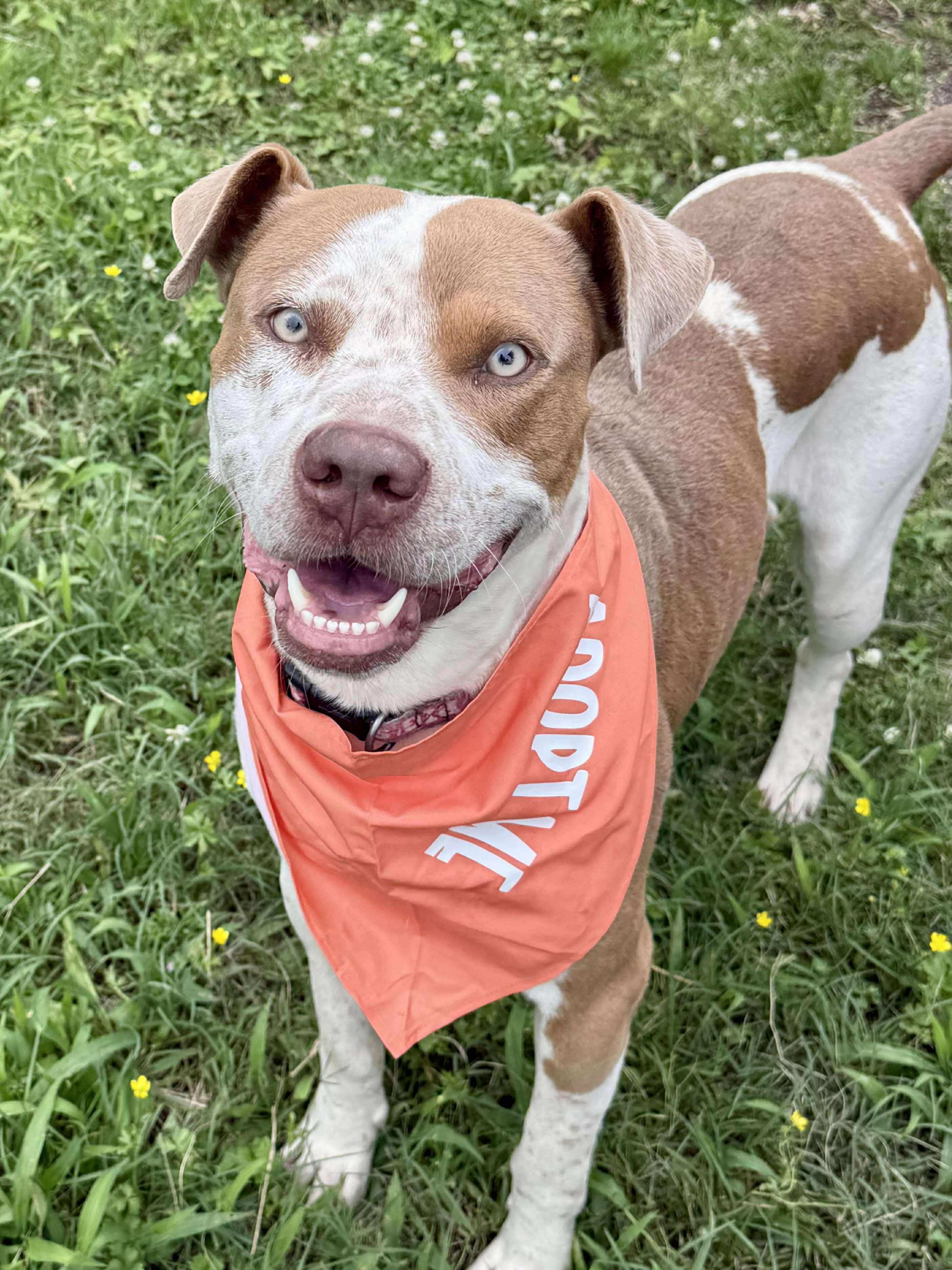 Max, a ADOPTABLE Mixed Breed in Northwood, NH image 5/6