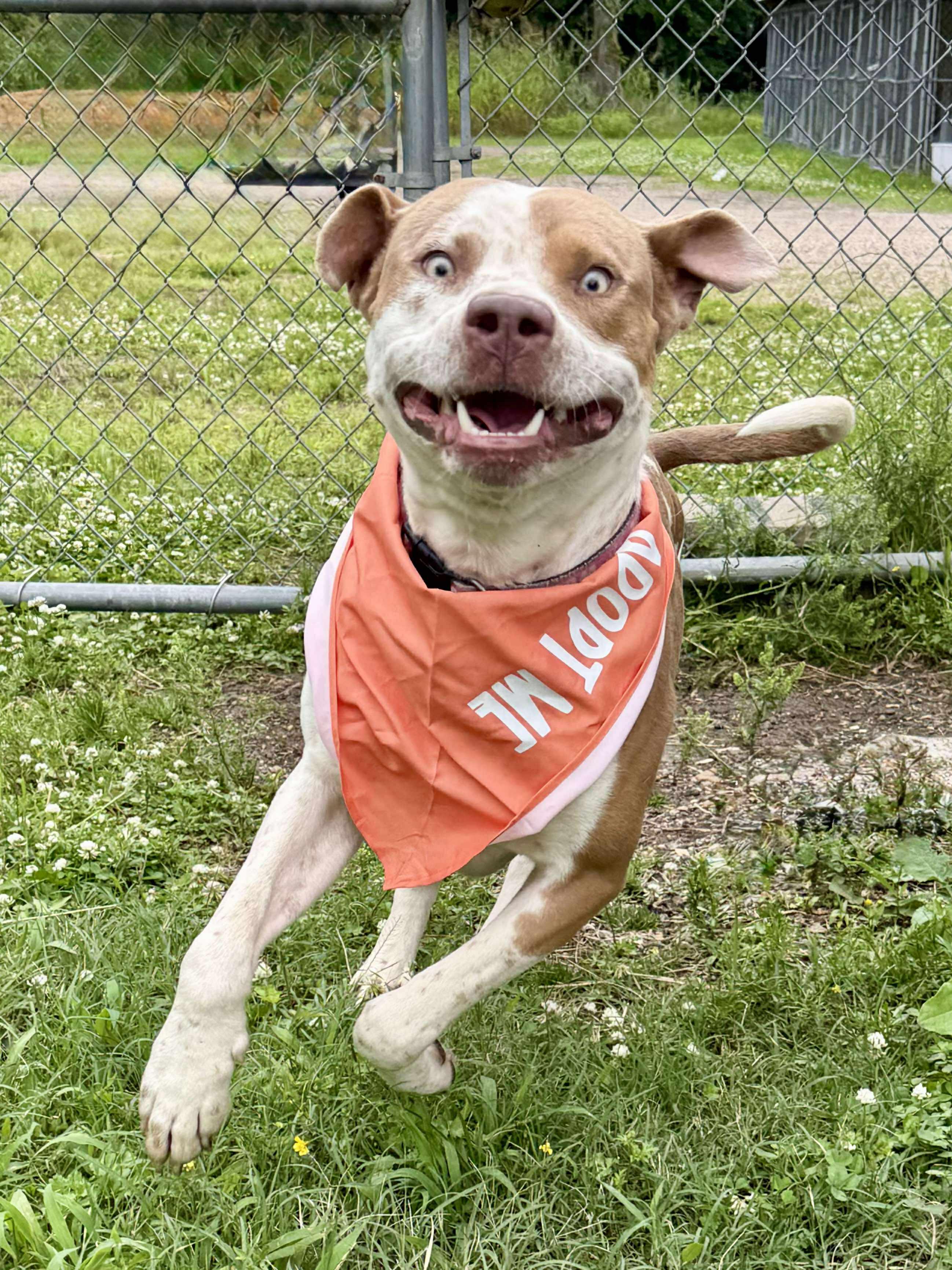 Max, a ADOPTABLE Mixed Breed in Northwood, NH image 4/6