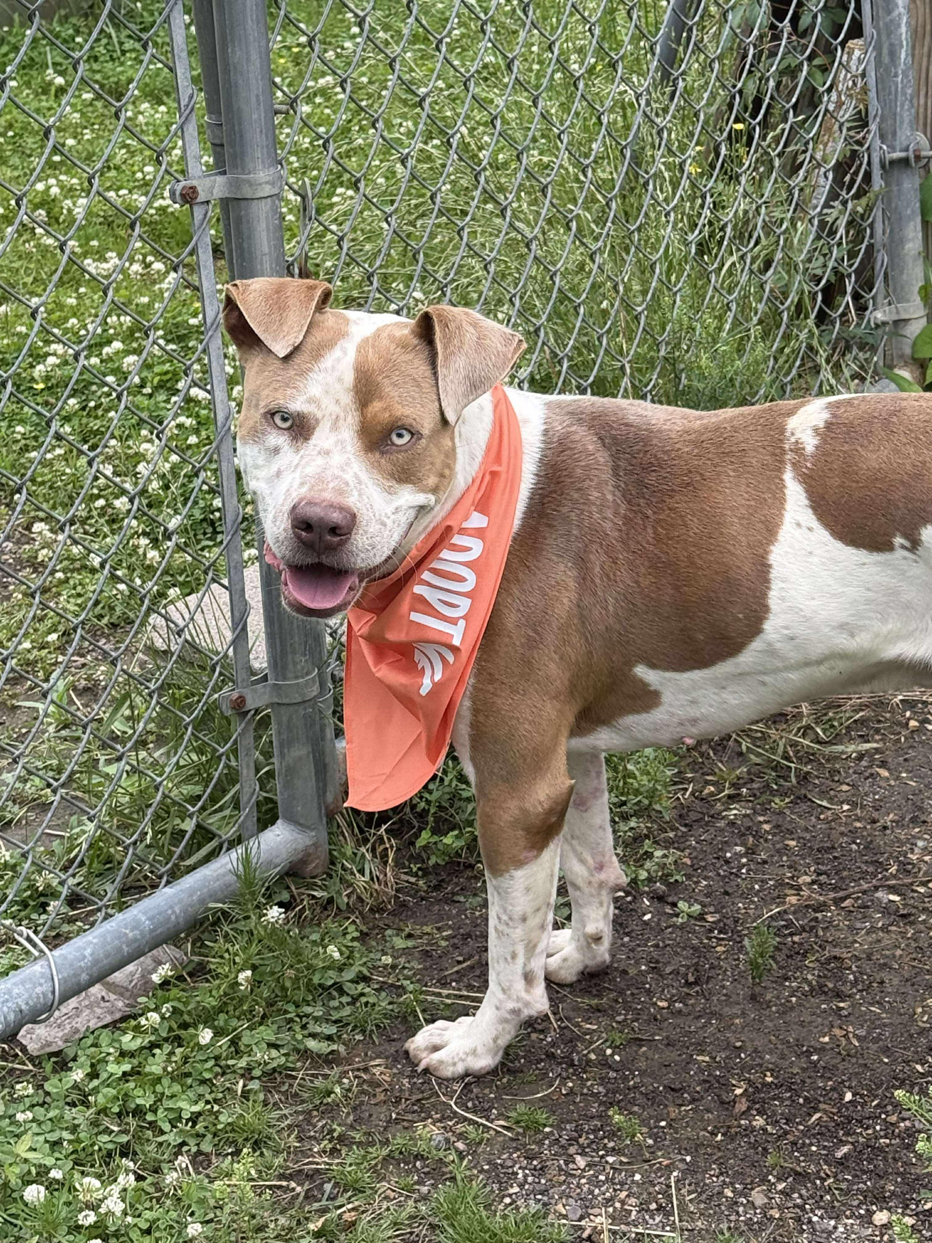 Max, a ADOPTABLE Mixed Breed in Northwood, NH image 3/6