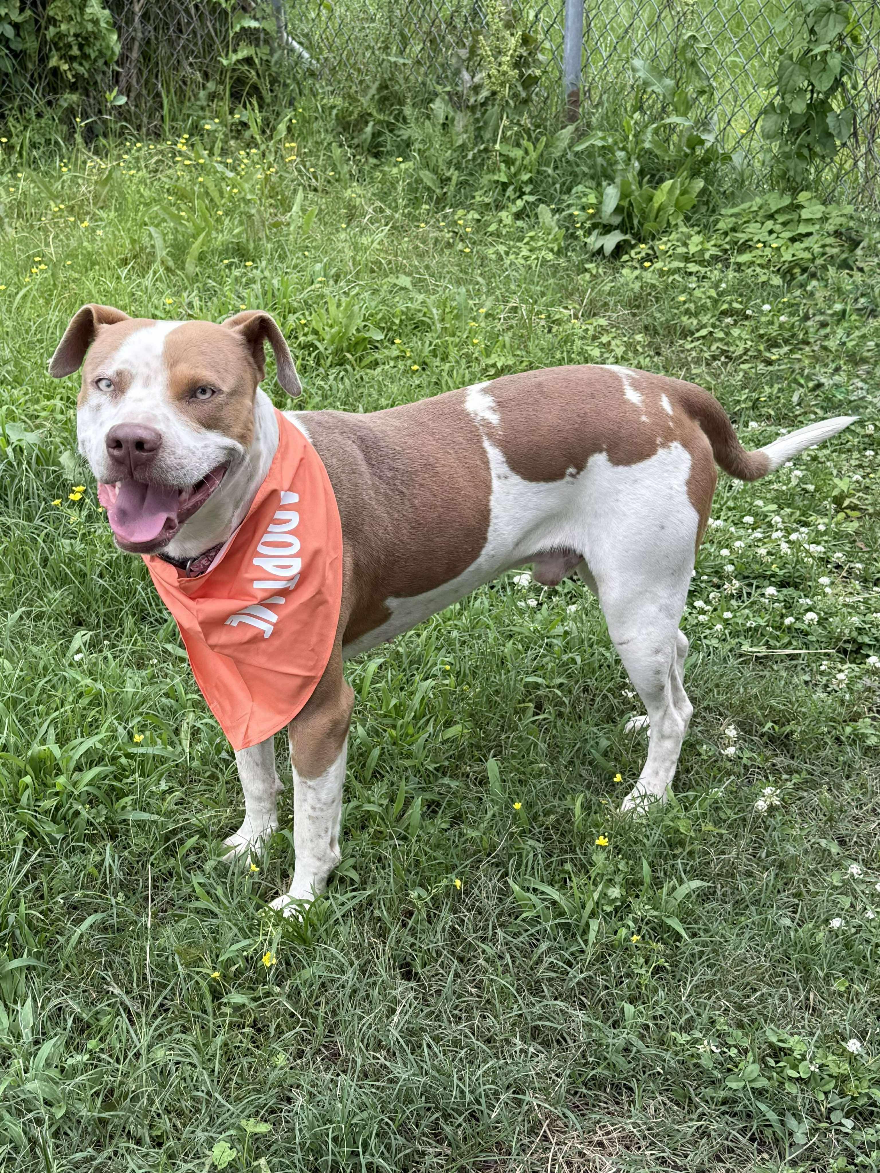 Max, a ADOPTABLE Mixed Breed in Northwood, NH image 6/6