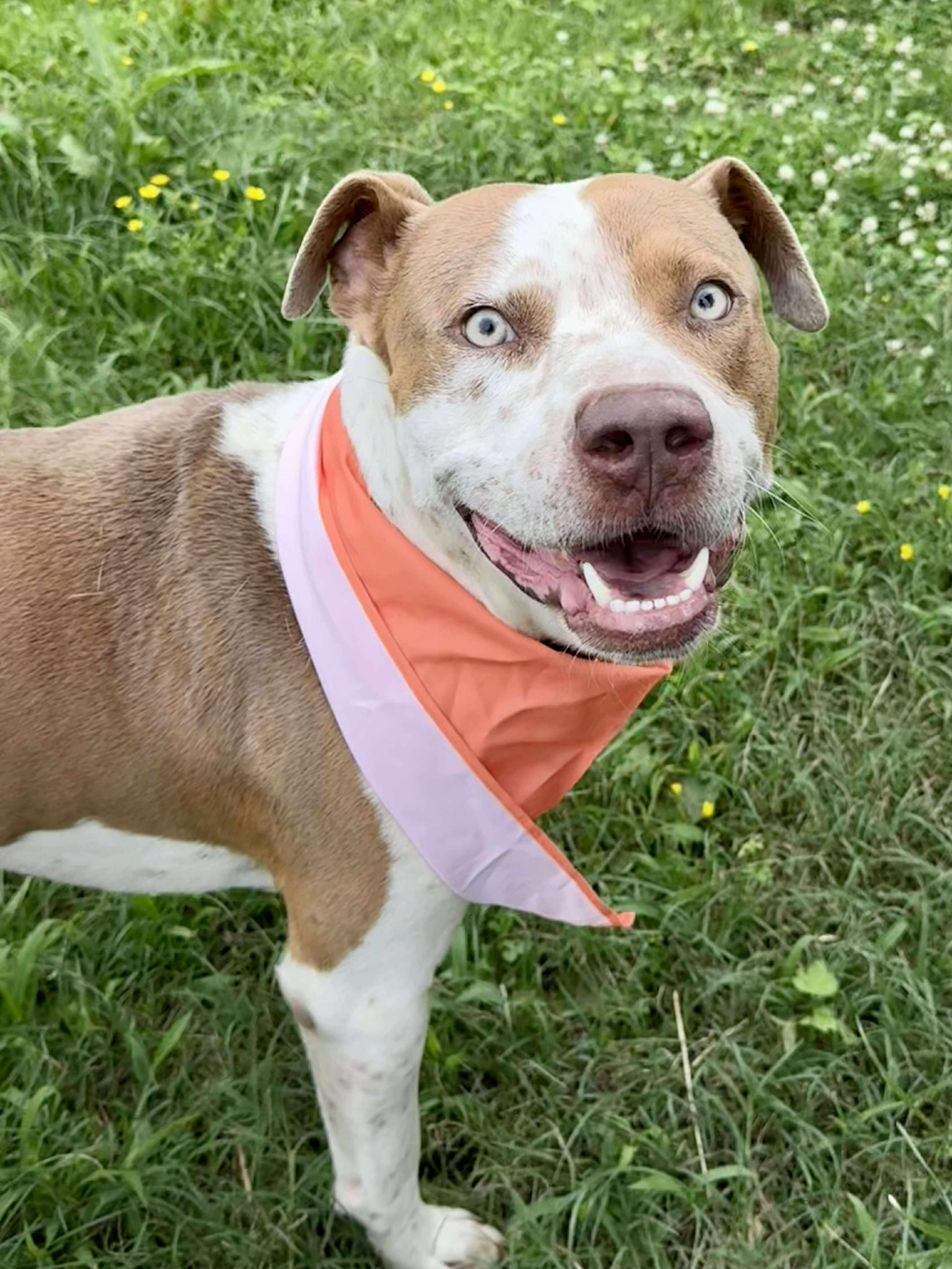 Max, a ADOPTABLE Mixed Breed in Northwood, NH image 2/6