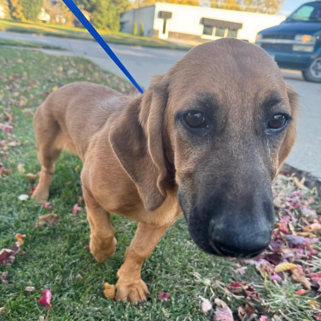 Enlarge Angel, a Adoptable mixed breed in Grinnell, IA image 1/2