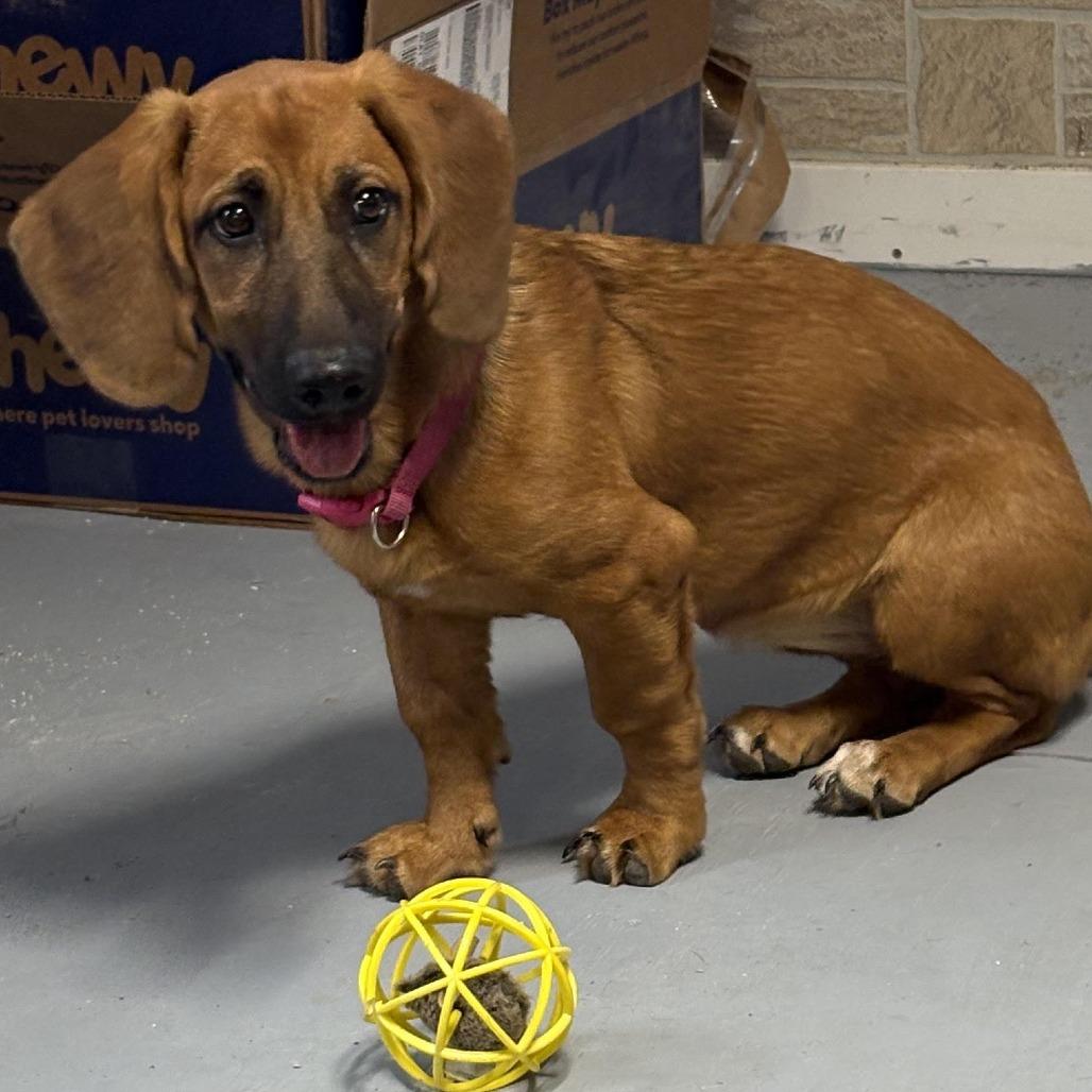 Enlarge Angel, a Adoptable mixed breed in Grinnell, IA image 2/2