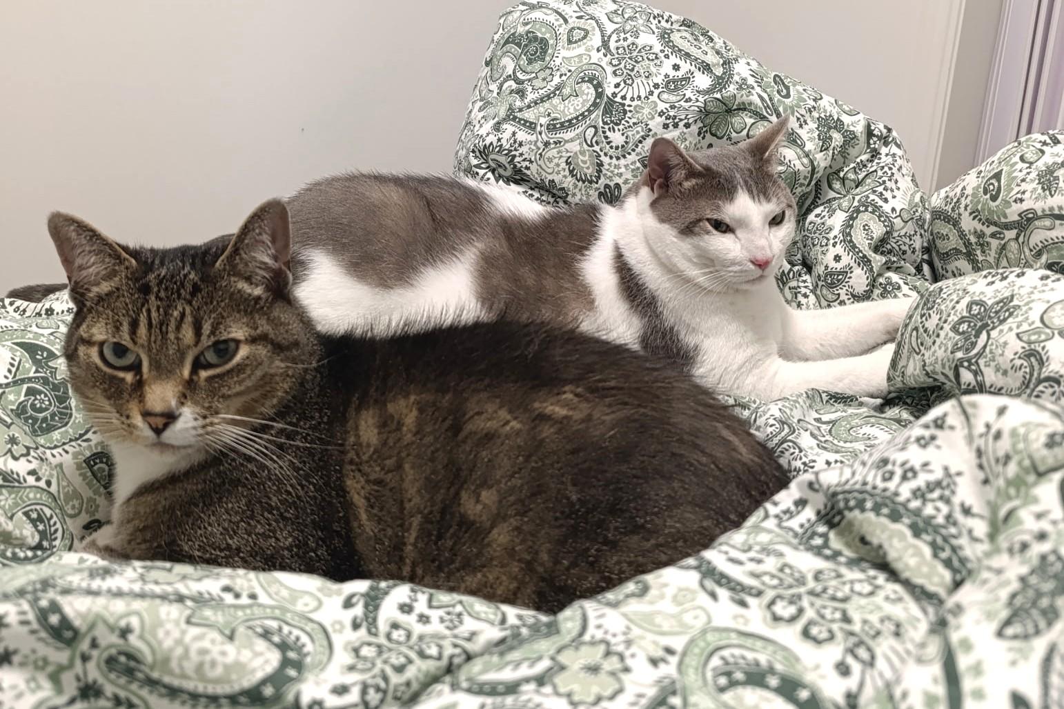 Loki, a Adoptable Tabby in Stoney Creek, ON image 4/6