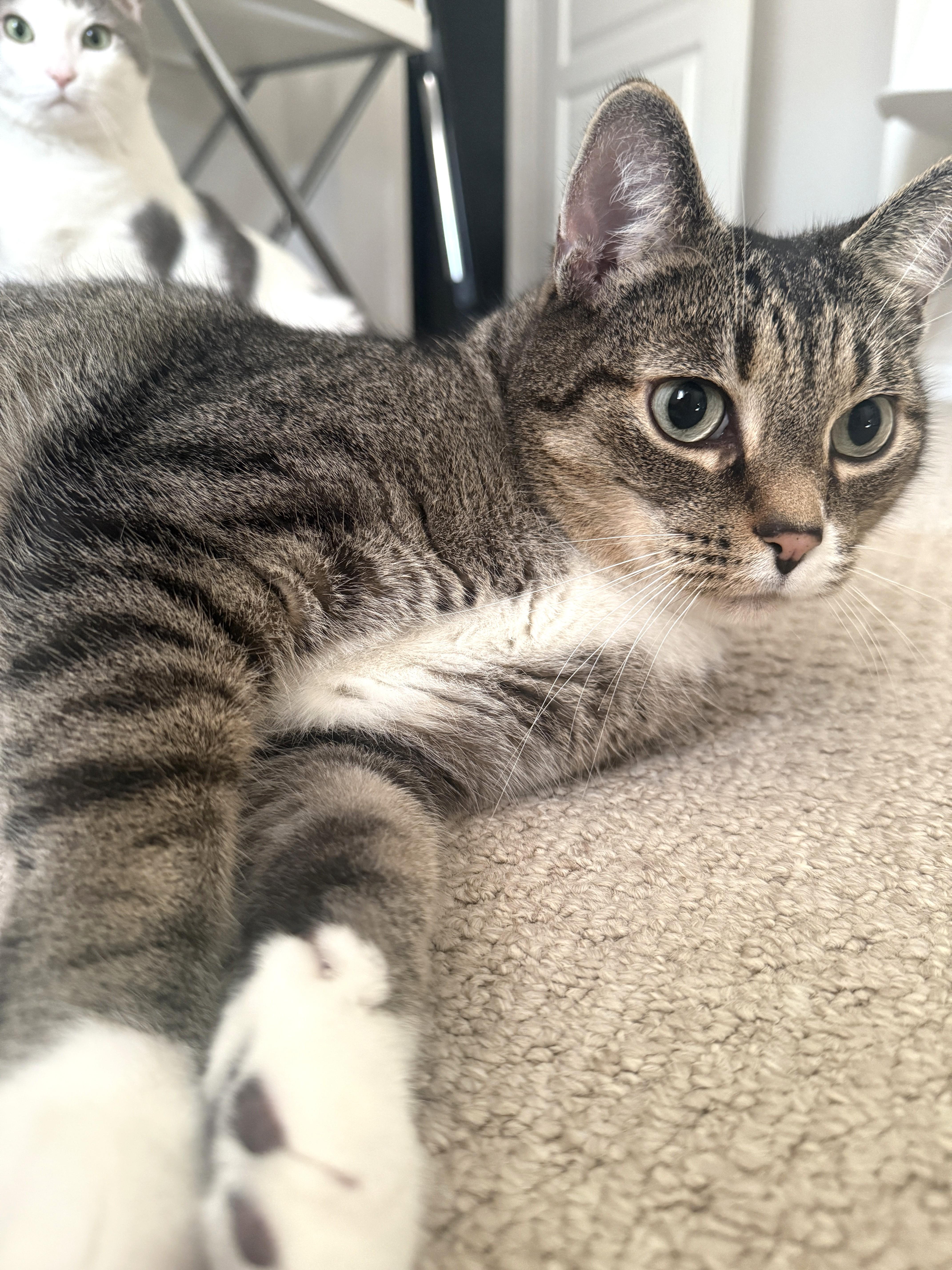 Loki, Adoptable, Adult Male Tabby.