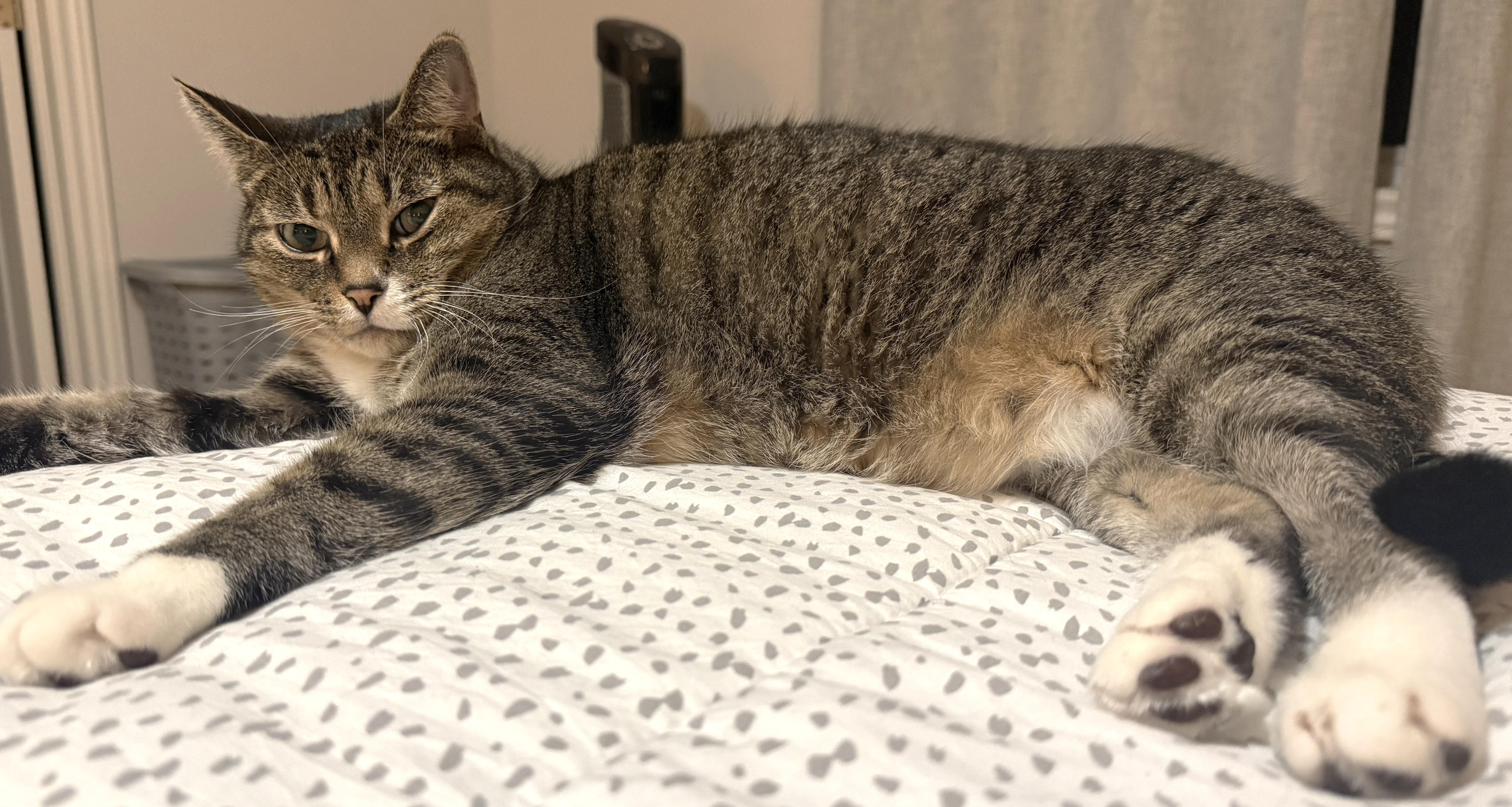 Loki, Adoptable, Adult Male Tabby.