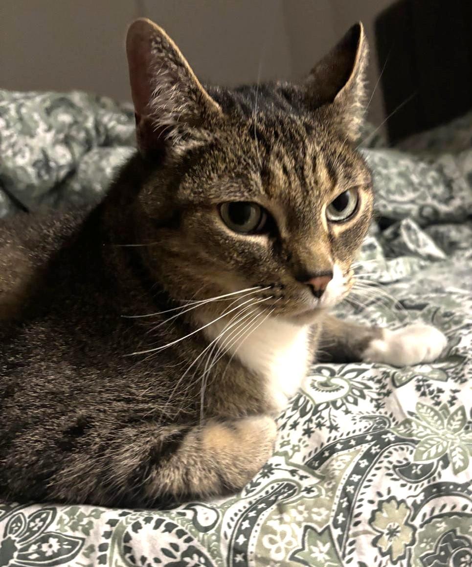 Loki, a Adoptable Tabby in Stoney Creek, ON image 5/6