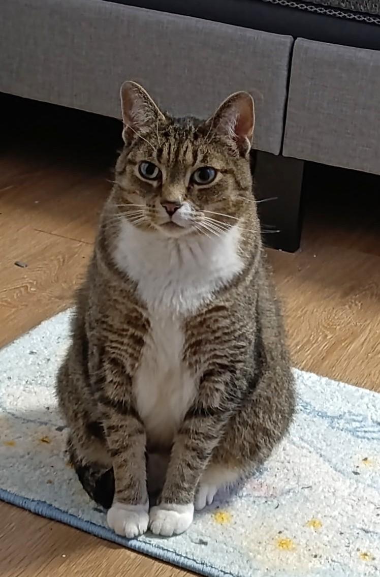Loki, Adult Male unknown