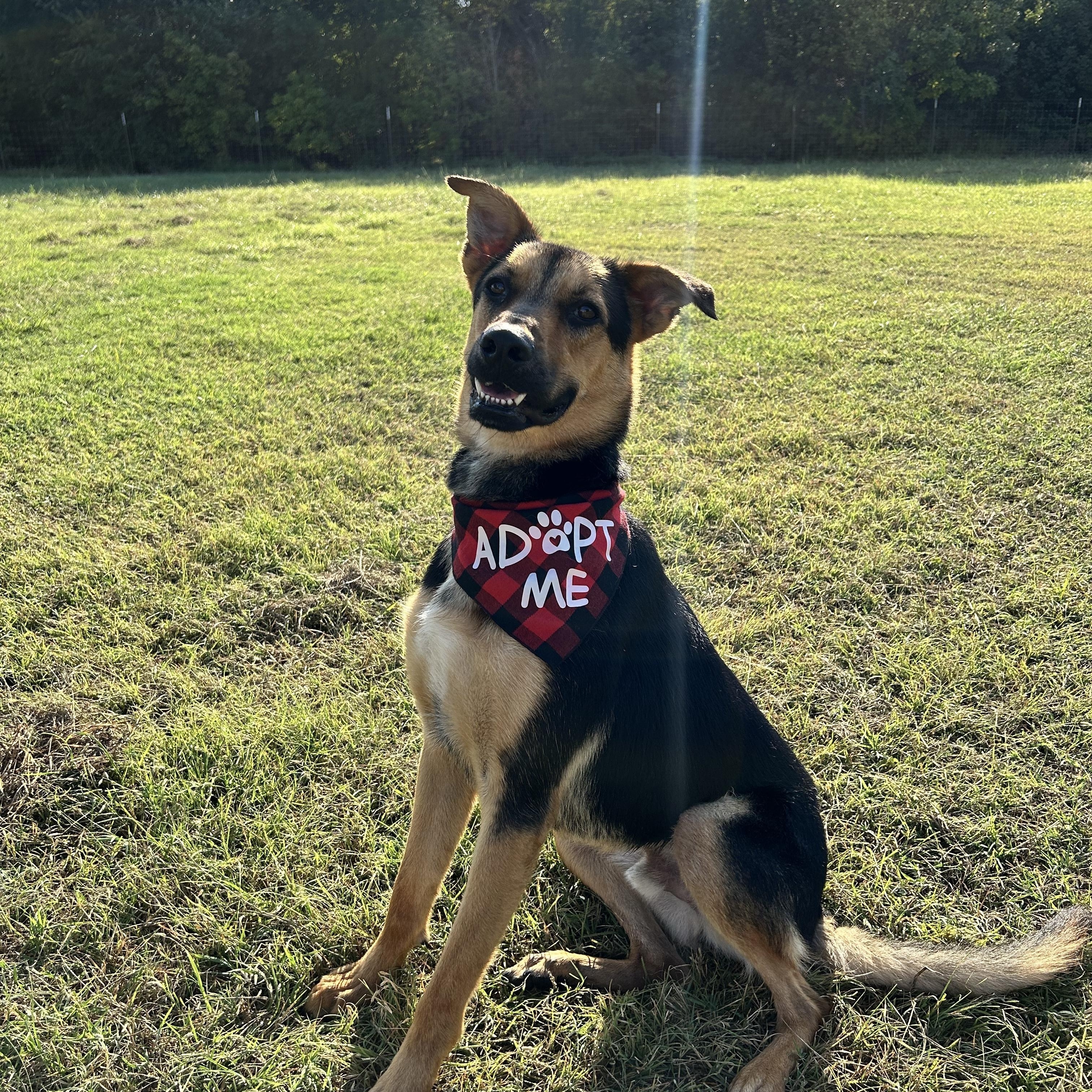 Enlarge Riddle, an adopted mixed breed in Gatesville, TX image 3/4