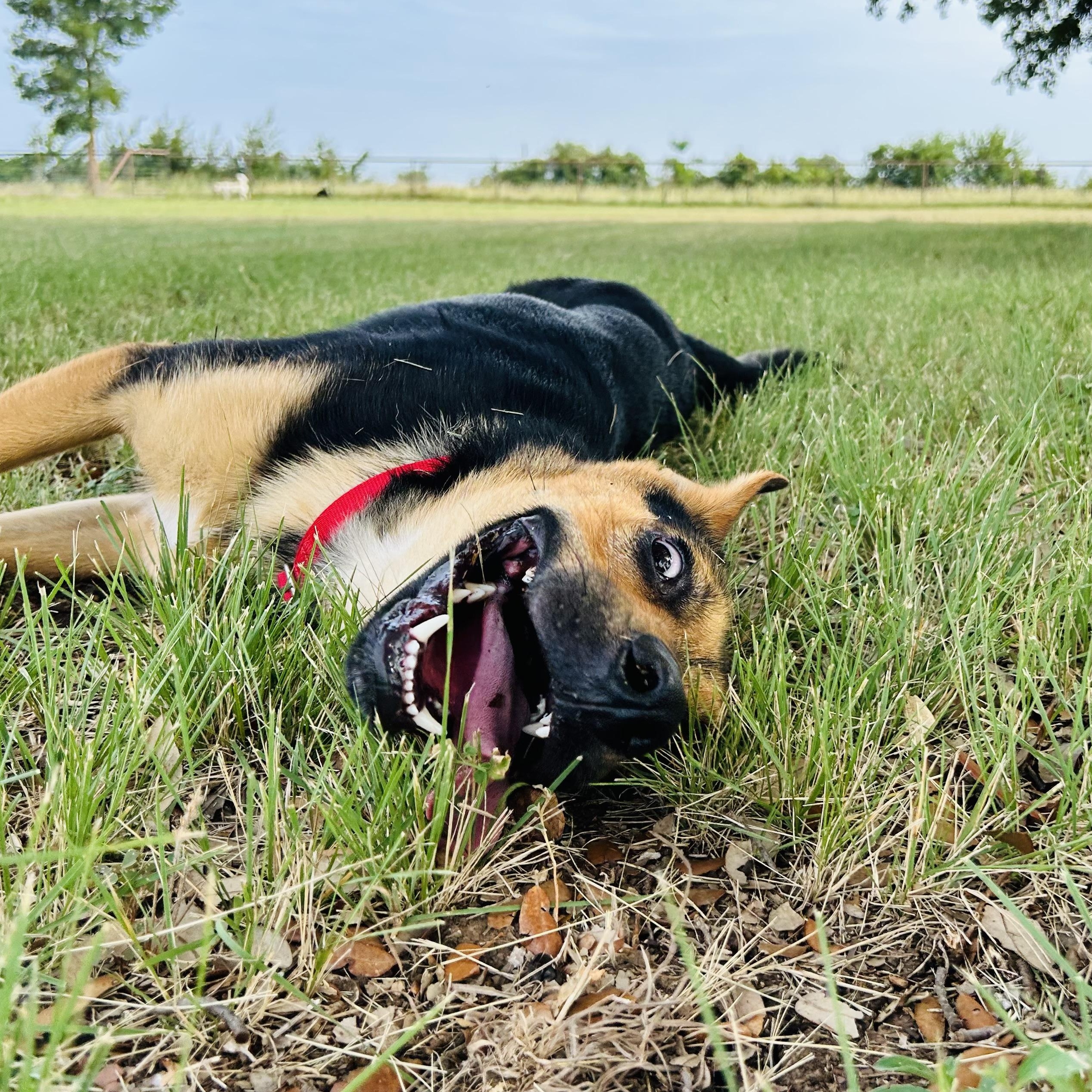 Enlarge Riddle, an adopted mixed breed in Gatesville, TX image 1/4