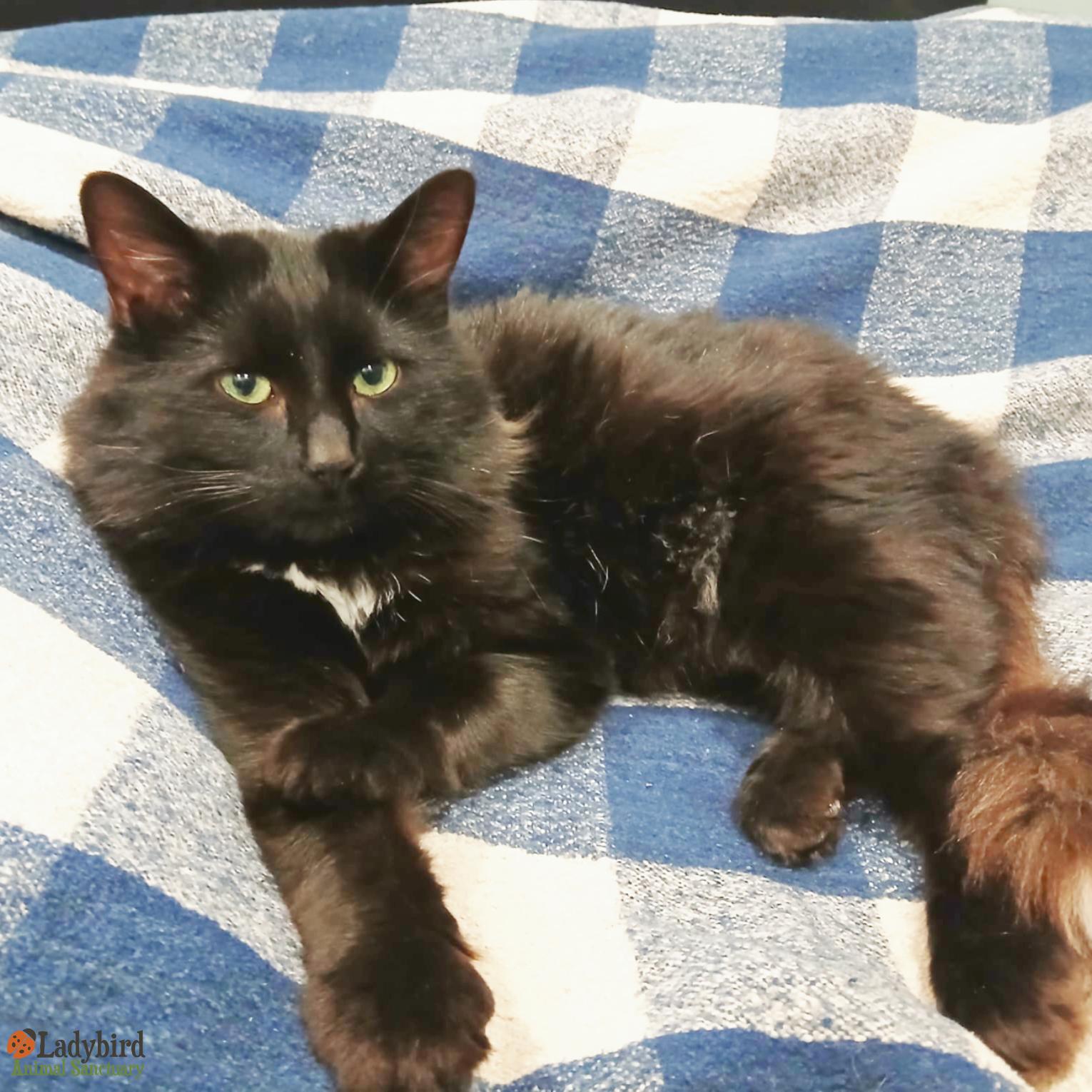 Enlarge Percival, a ADOPTABLE mixed breed in Hamilton, ON image 1/3