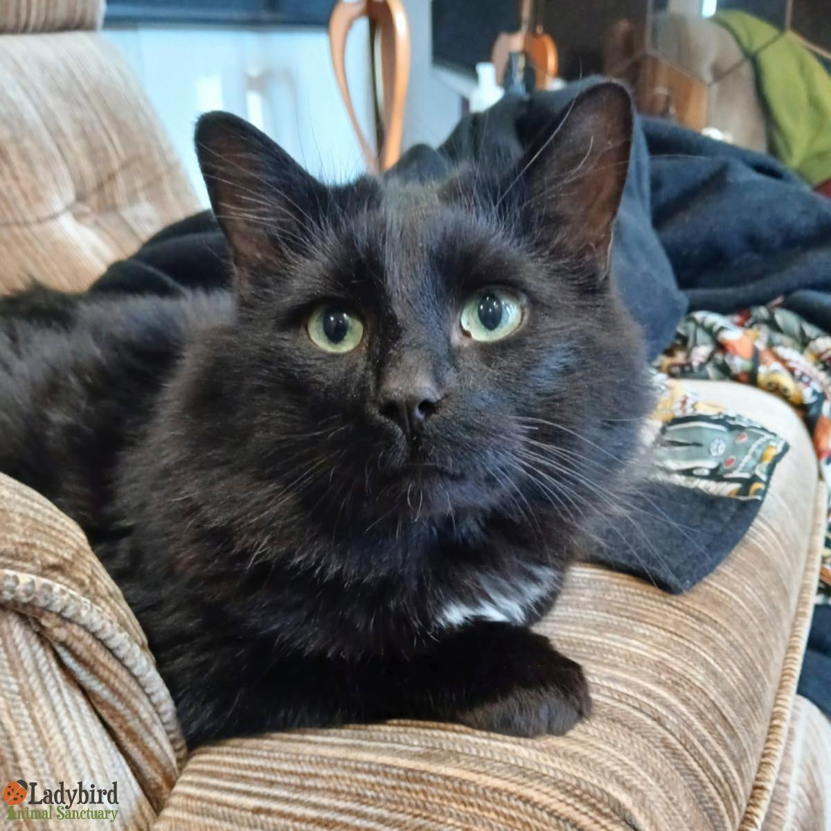 Enlarge Percival, a ADOPTABLE mixed breed in Hamilton, ON image 2/3