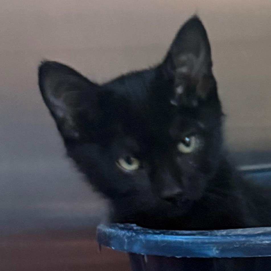 Julie, Adoptable, Kitten Female Domestic Short Hair.