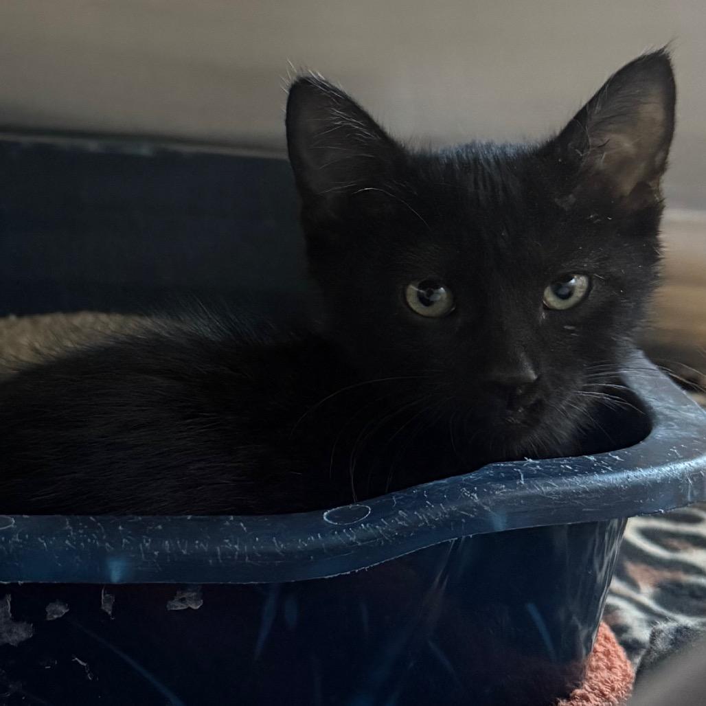 Julie, a Adoptable Domestic Short Hair in Cedaredge, CO image 2/3