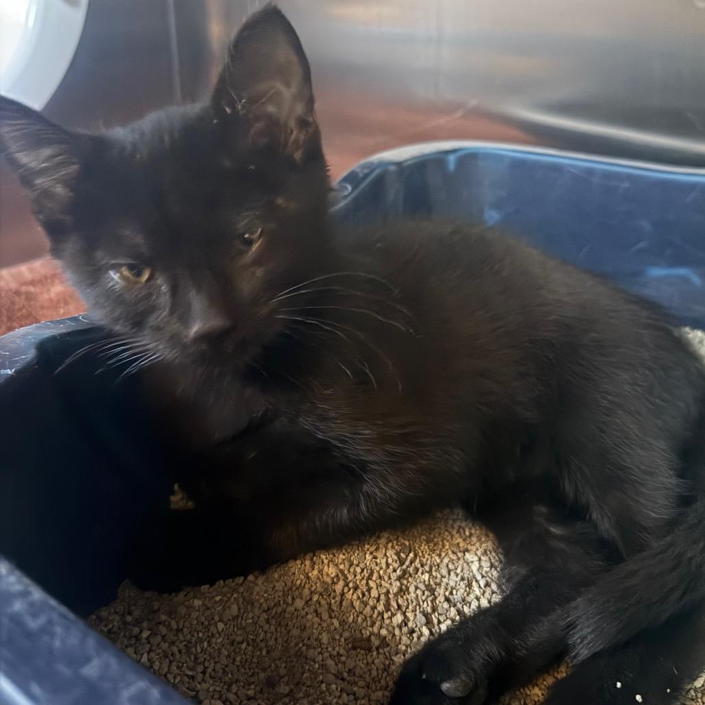 Julie, a Adoptable Domestic Short Hair in Cedaredge, CO image 3/3