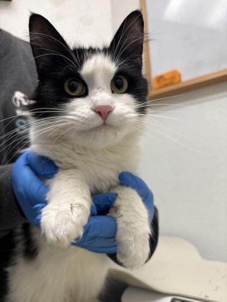 She'S Green, Adoptable, Young Female Domestic Long Hair.