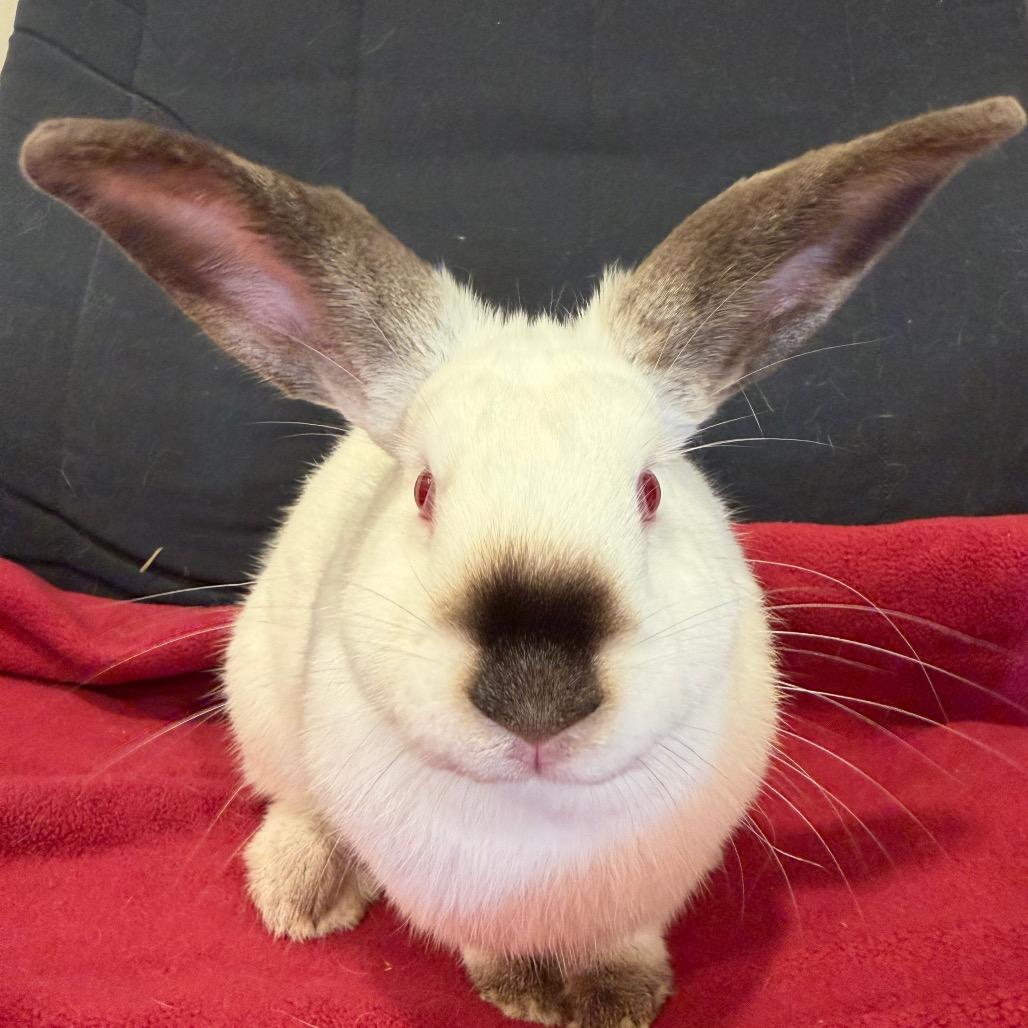 Blueberry, Adoptable, Adult Female Californian.