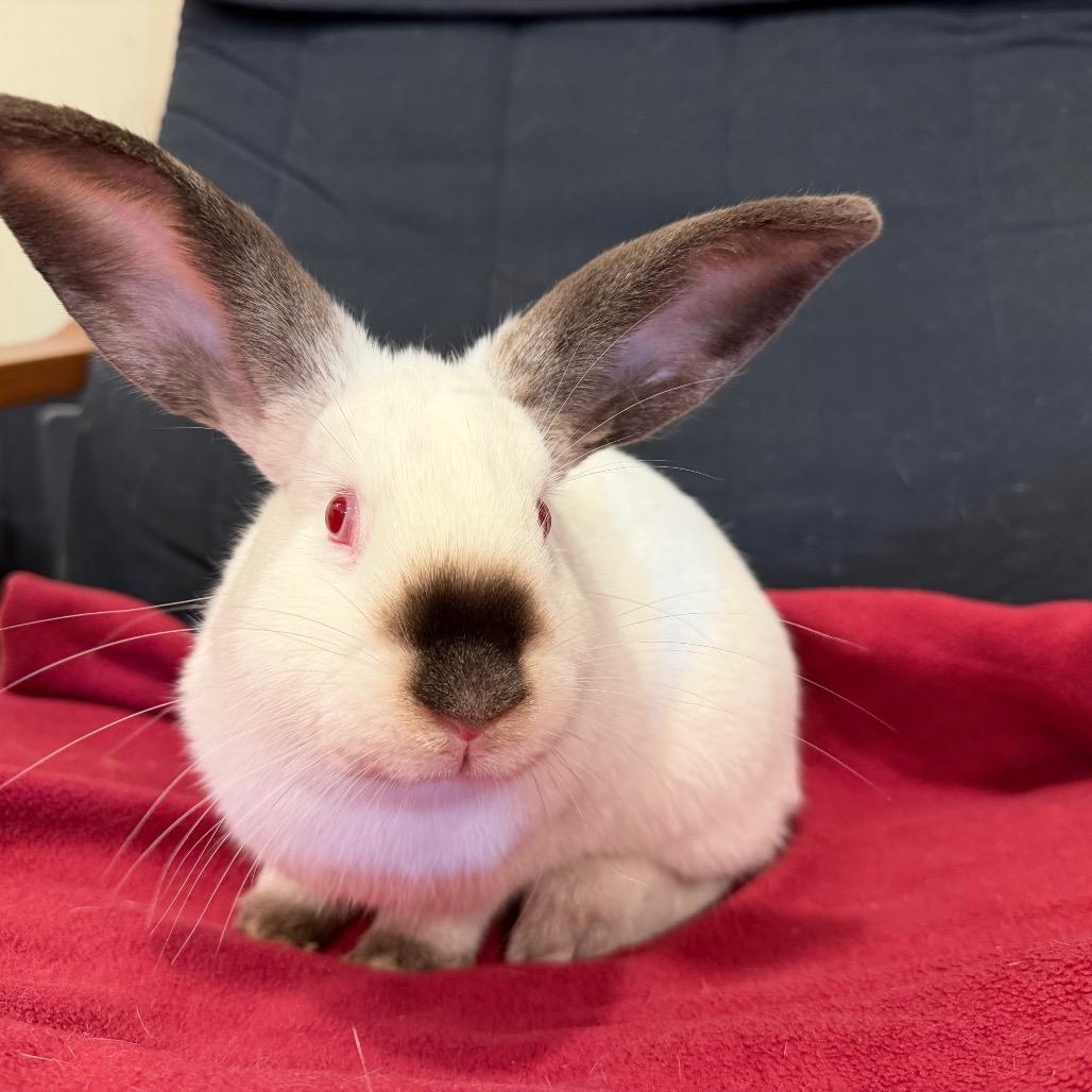 Enlarge Blueberry, a Adoptable Californian in Baltimore, MD image 2/5