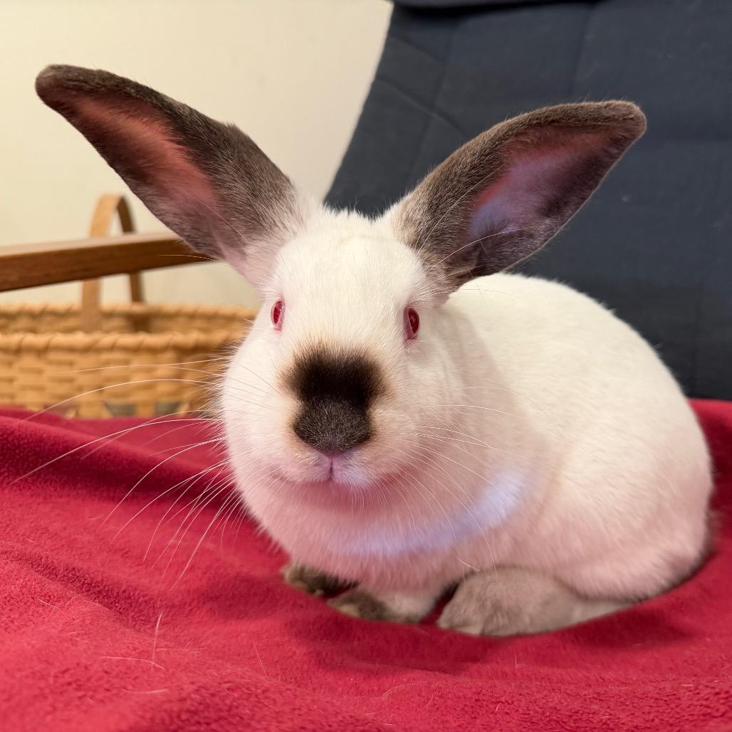 Enlarge Blueberry, a Adoptable Californian in Baltimore, MD image 3/5