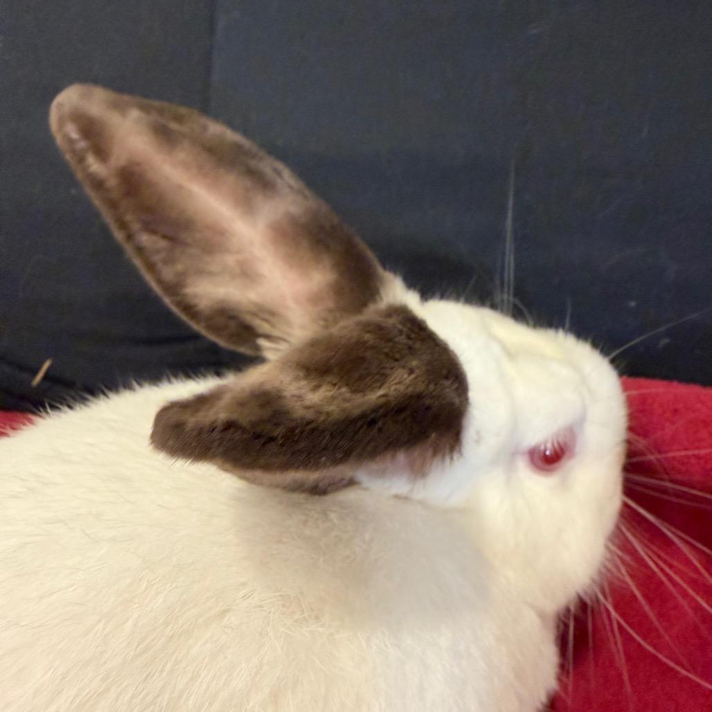 Enlarge Blueberry, a Adoptable Californian in Baltimore, MD image 4/5