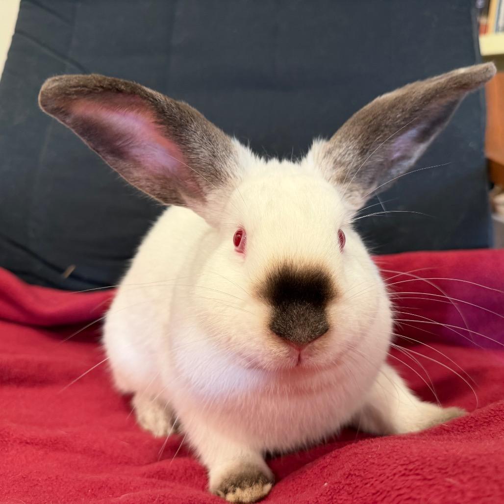 Enlarge Blueberry, a Adoptable Californian in Baltimore, MD image 5/5