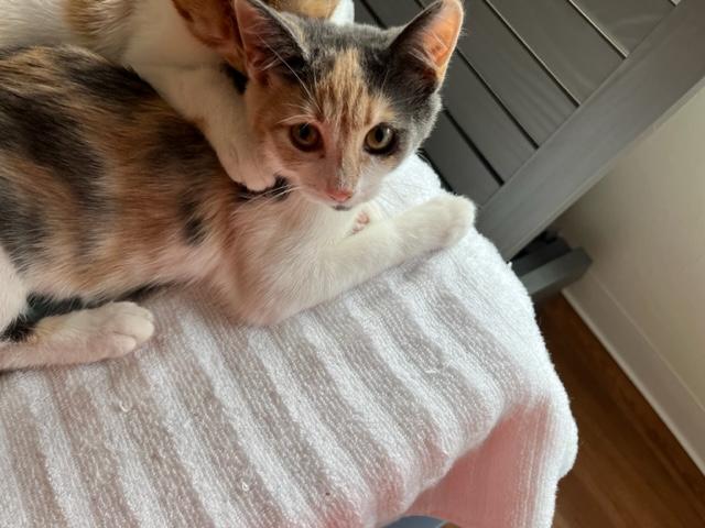 Little Baby Phoebe, an adoptable Domestic Short Hair in Eagle Point, OR, 97524 | Photo Image 5