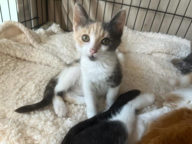 Little Baby Phoebe, an adoptable Domestic Short Hair in Eagle Point, OR, 97524 | Photo Image 1