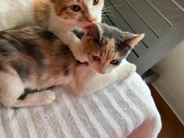 Little Baby Phoebe, an adoptable Domestic Short Hair in Eagle Point, OR, 97524 | Photo Image 3