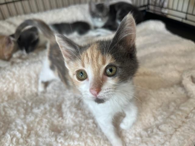 Little Baby Phoebe, an adoptable Domestic Short Hair in Eagle Point, OR, 97524 | Photo Image 4