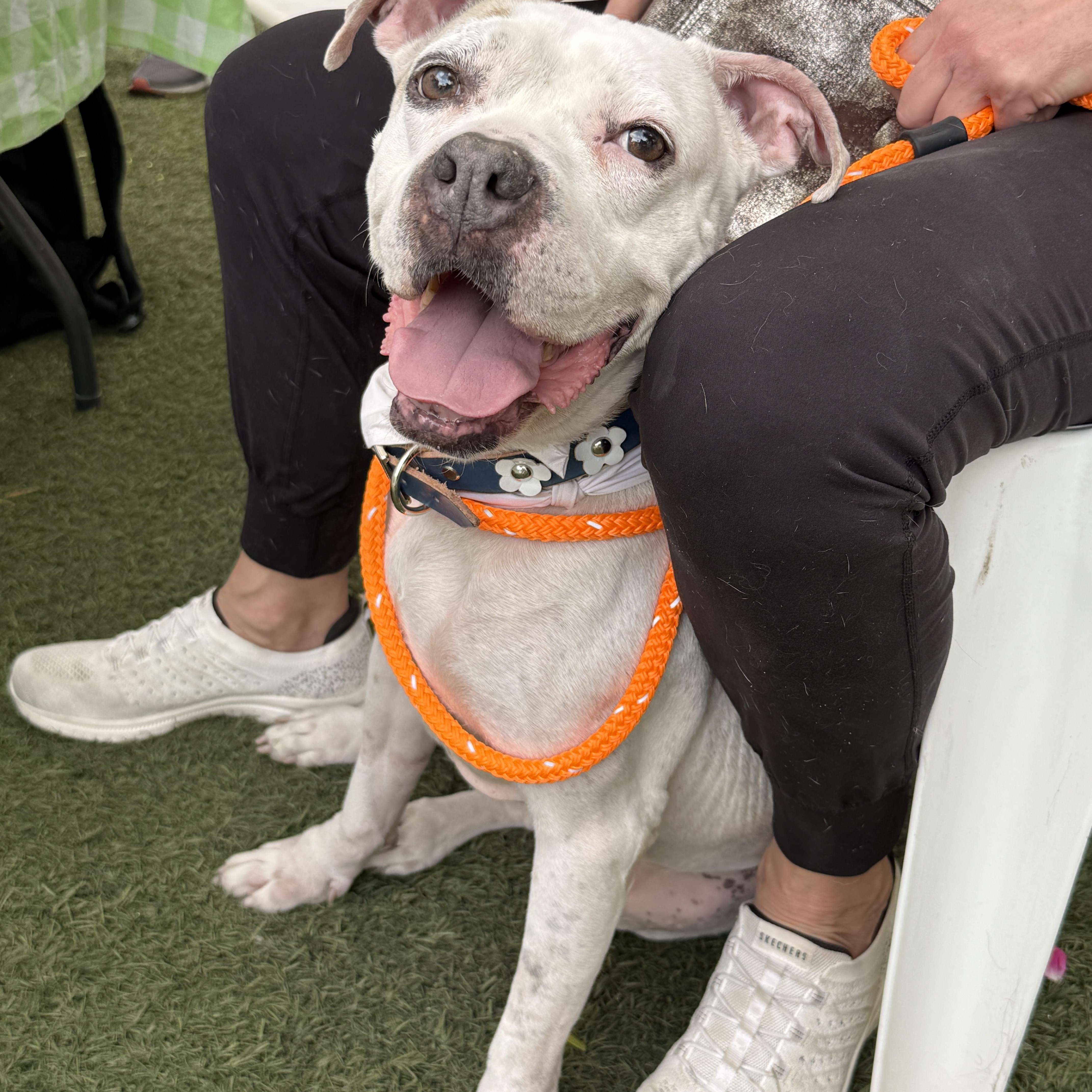 NICKY, Adult Female Pit Bull Terrier