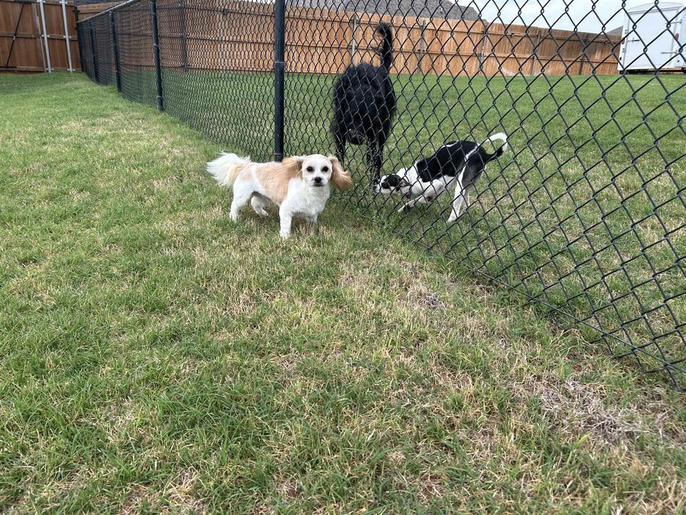 Enlarge Chewbacca “Chewy”, a Adoptable mixed breed in Blanchard, OK image 1/2