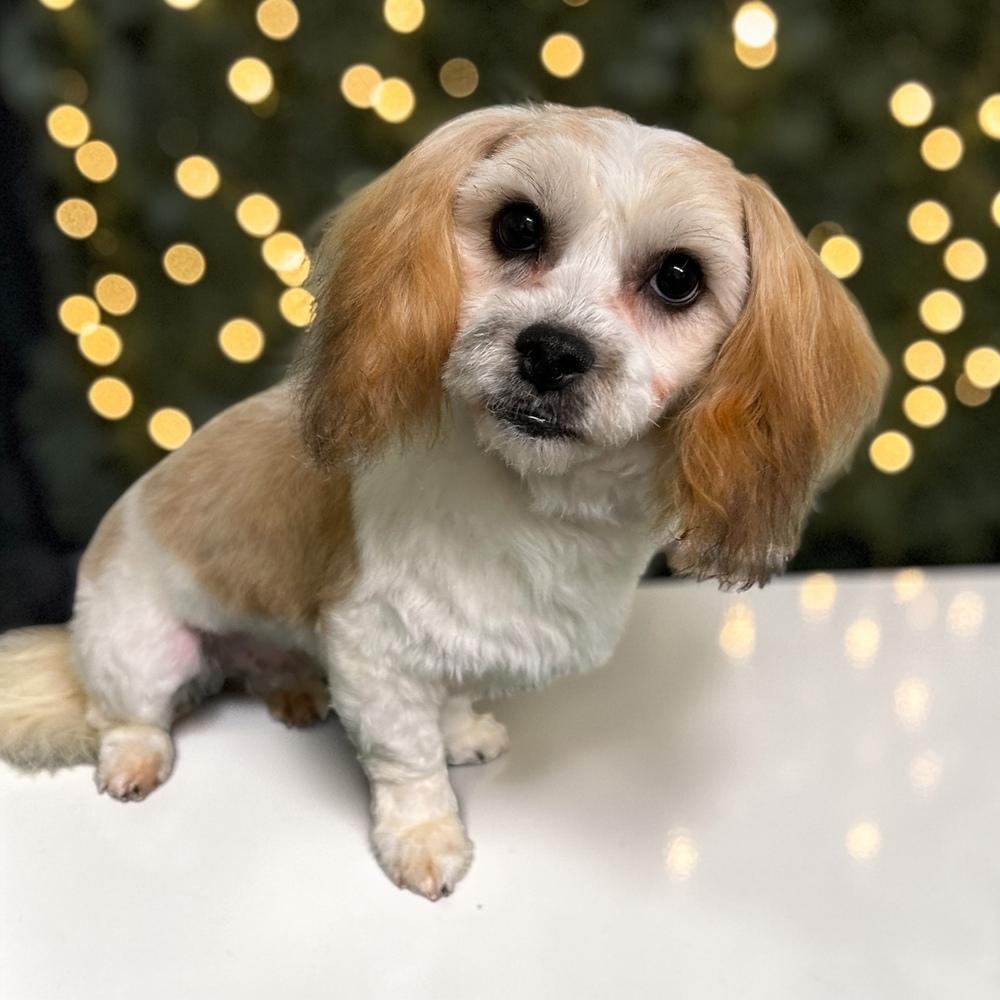 Enlarge Chewbacca “Chewy”, a Adoptable mixed breed in Blanchard, OK image 2/2