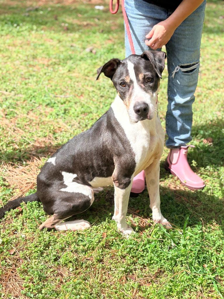 Missy, Adoptable, Adult Female Mixed Breed.